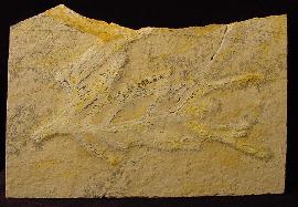 Brachyphyllum nepos SAPORTA - Bild © FossNet FossilienStore